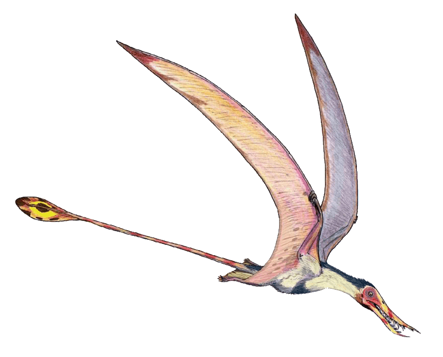 Rhamphorhynchus — illustration