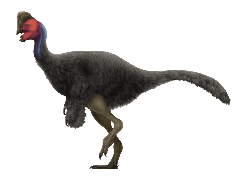 Rinchenia — illustration