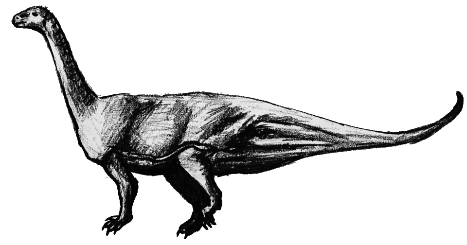 Riojasaurus — illustration