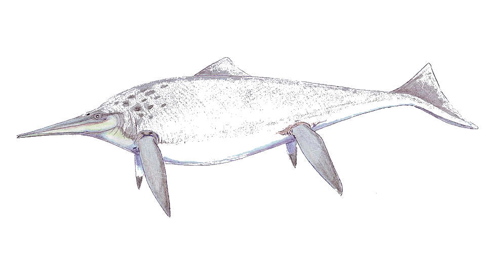 Shonisaurus — illustration
