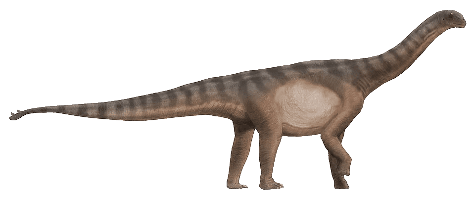 Shunosaurus — illustration