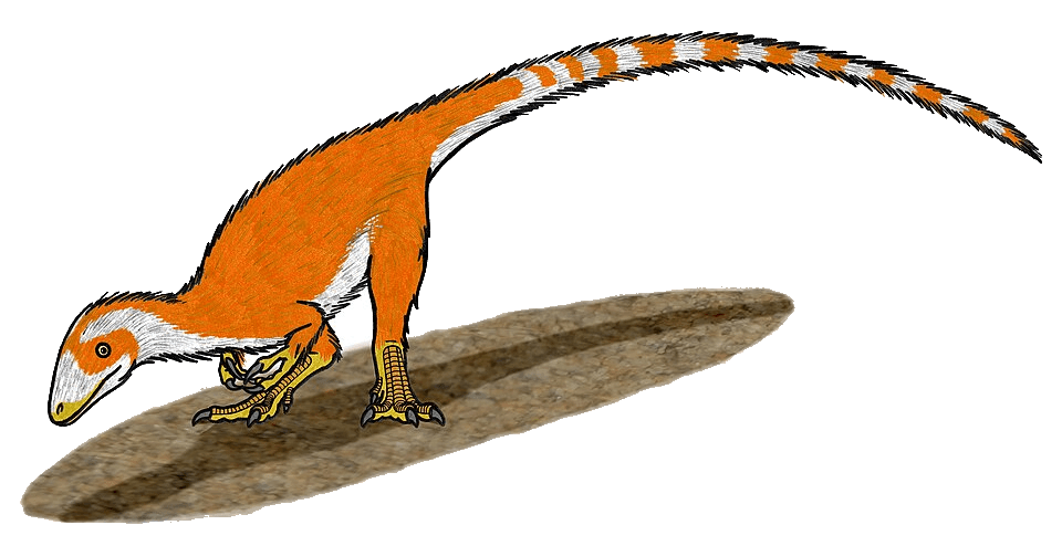 Sinosauropteryx — illustration