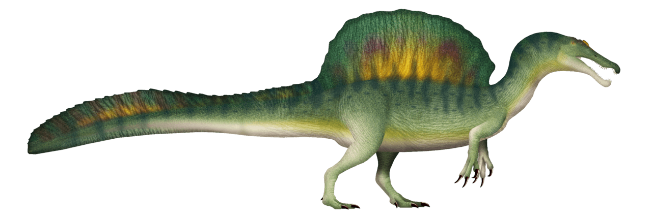 Spinosaurus — illustration