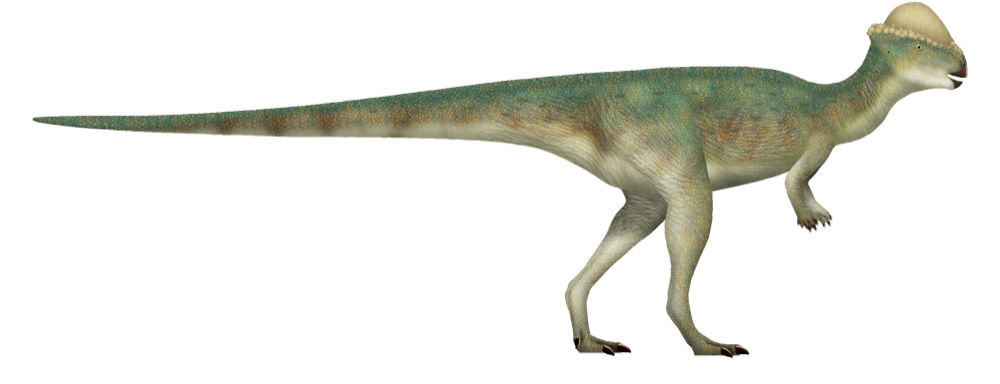Stegoceras — illustration