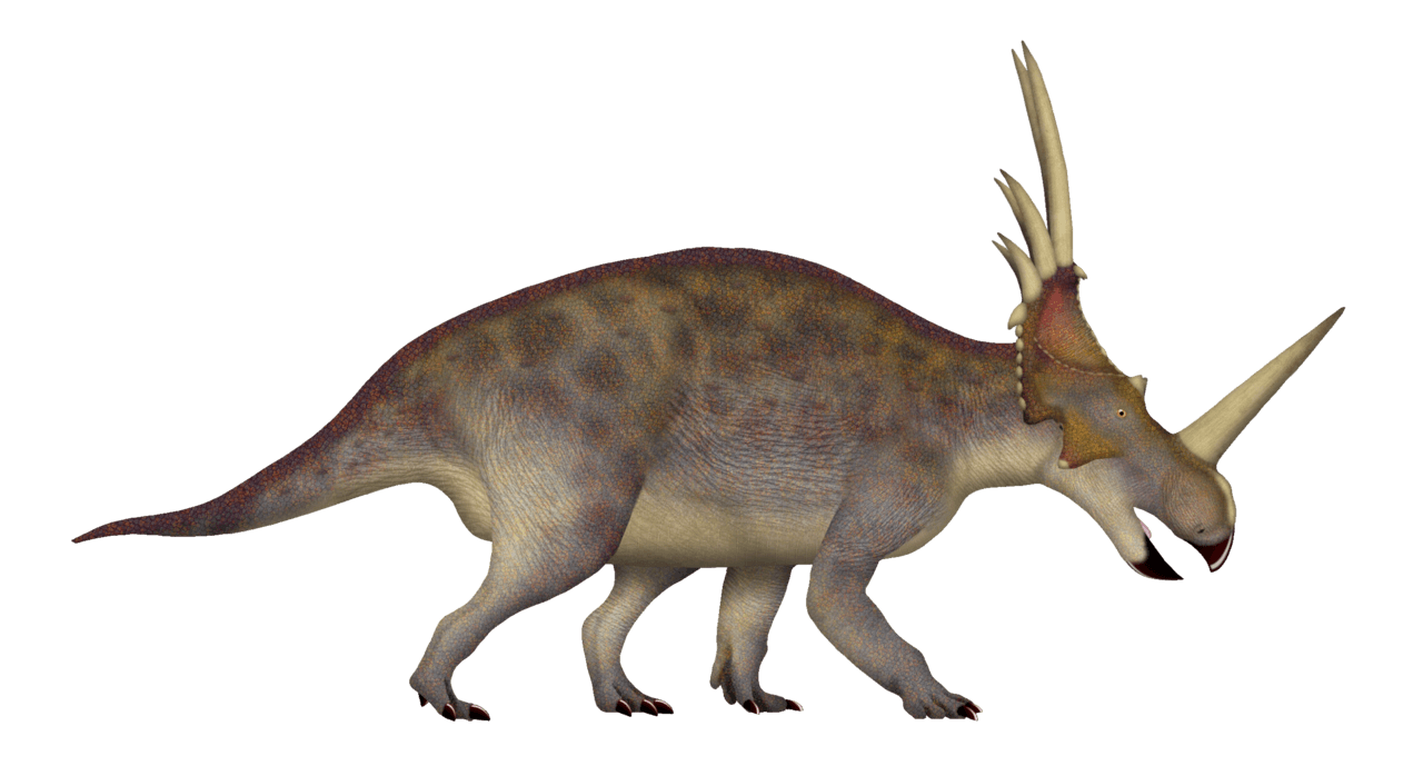 Styracosaurus — illustration