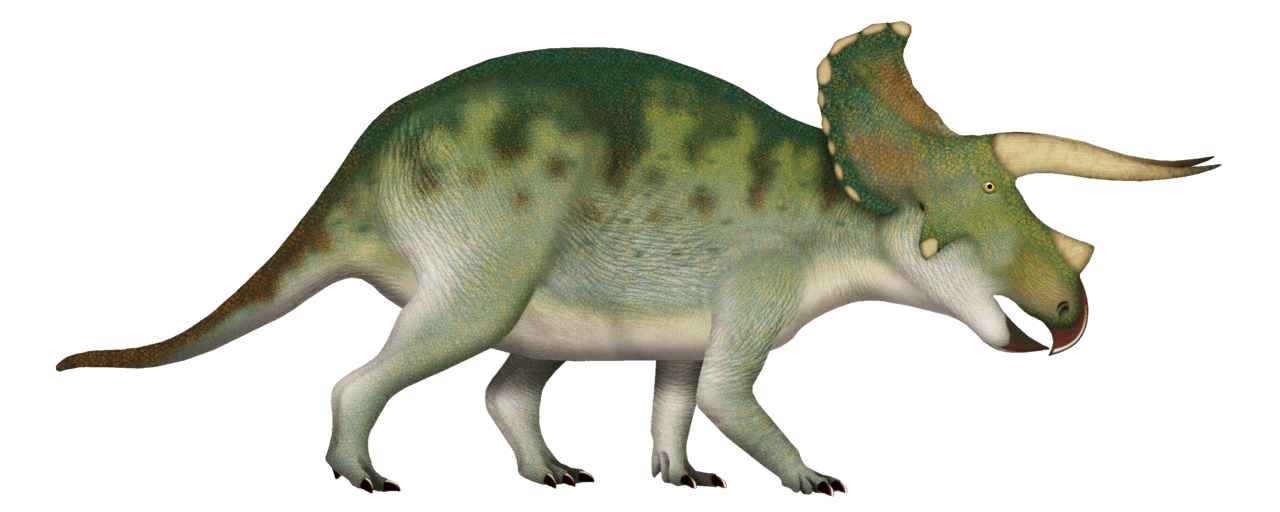 Triceratops — illustration