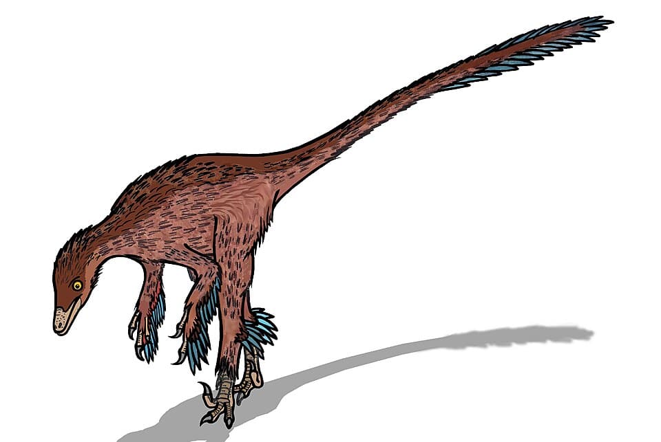 Troodon — illustration