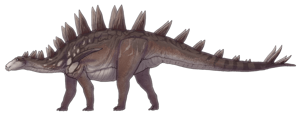 Tuojiangosaurus — illustration