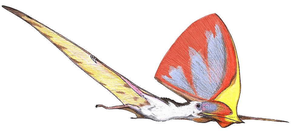 Tupandactylus — illustration