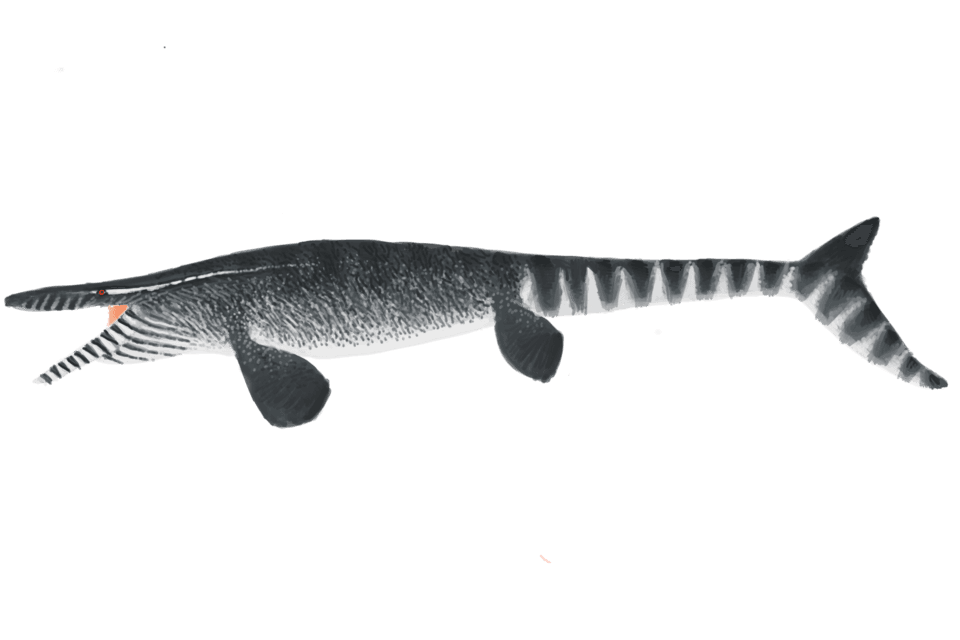 Tylosaurus — illustration