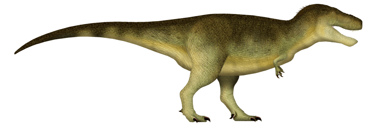 Tyrannosaurus rex — illustration