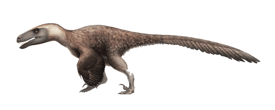 Utahraptor — illustration