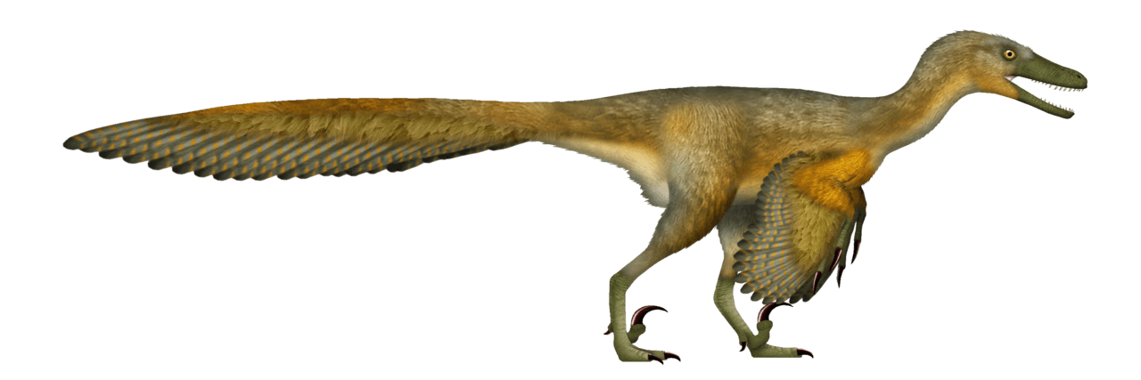 Velociraptor — illustration