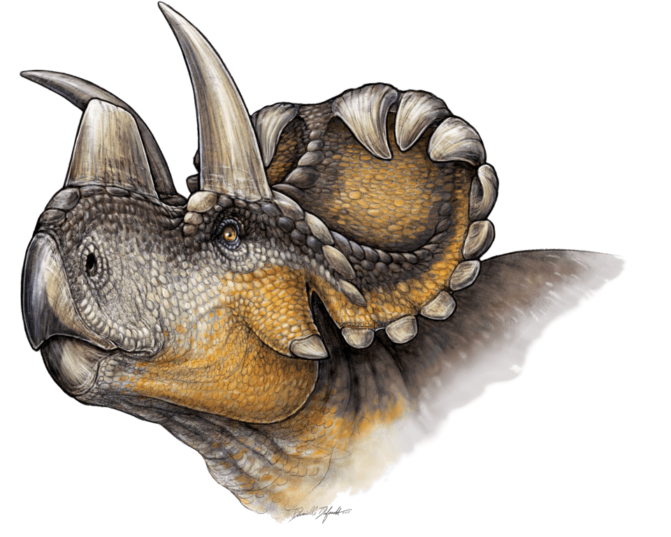 Wendiceratops — illustration