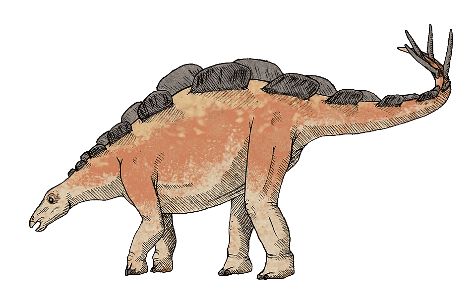 Wuerhosaurus — illustration