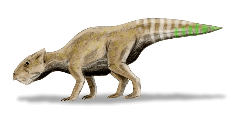 Yamaceratops — illustration
