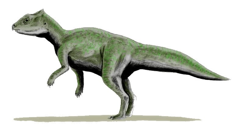 Yinlong — illustration