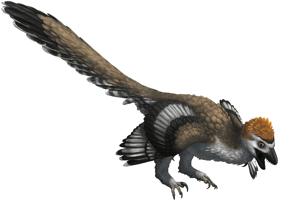 Zhenyuanlong — illustration